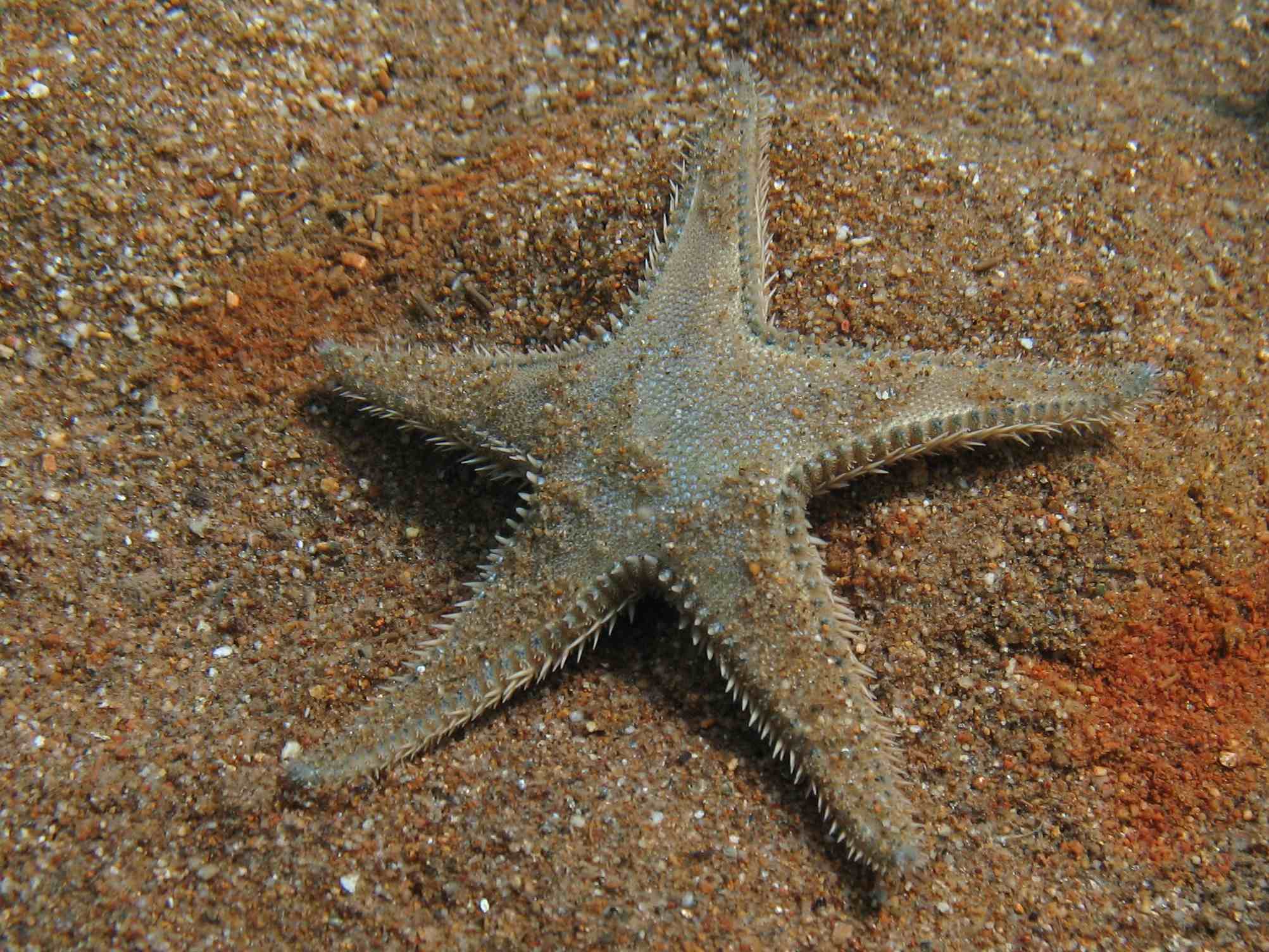 Astropecten